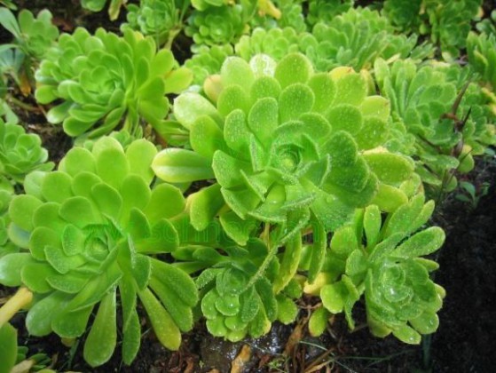 Aeonium Aeonium Large Image
