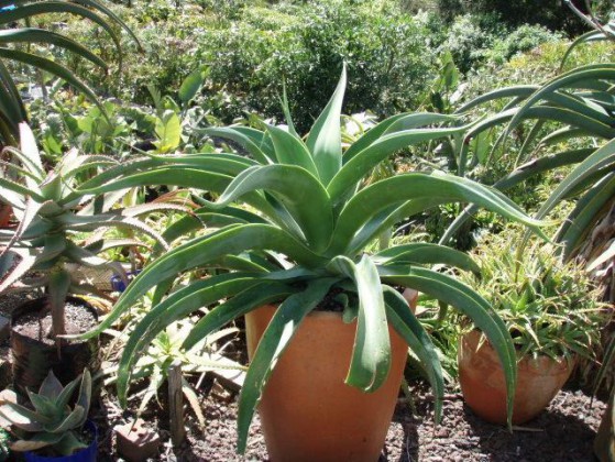 Agave Vilmoriniana Large Image