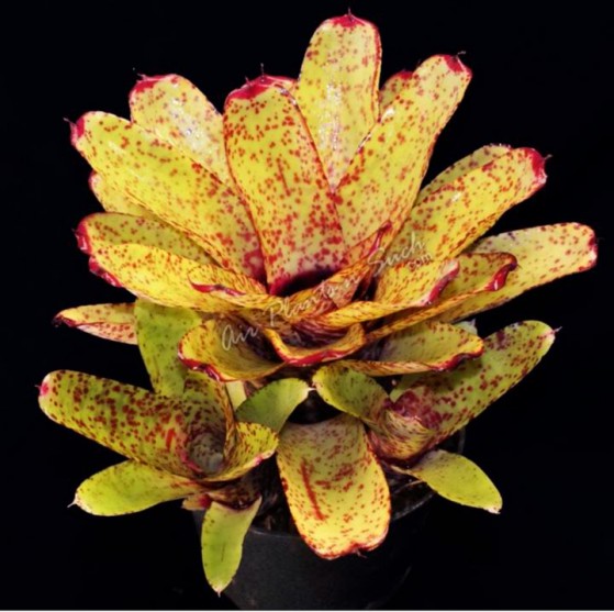 Neoregelia Guinea Large Image