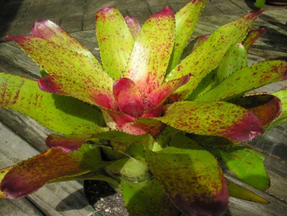 Neoregelia Noble Descent Large Image
