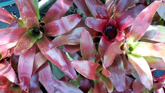 Neoregelia Apricot Beauty Large Image
