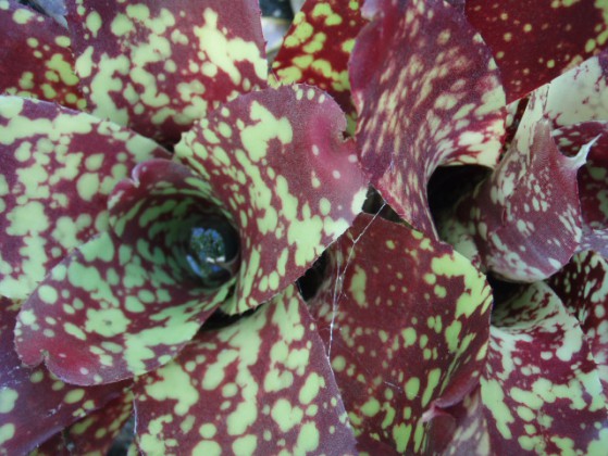 Neoregelia Marmorata Large Image