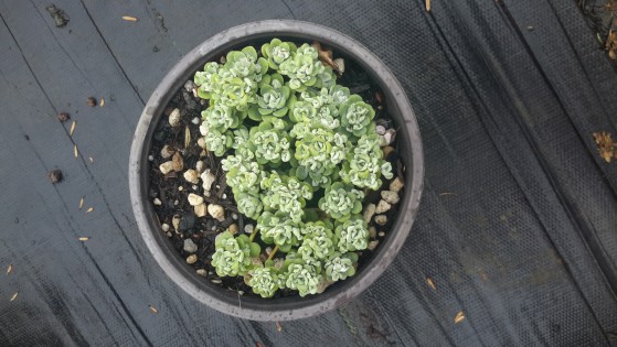 Sedum Capablanca Large Image