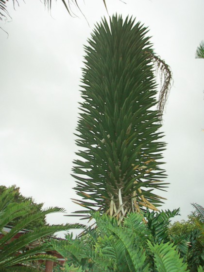 Yucca Palma China Large Image