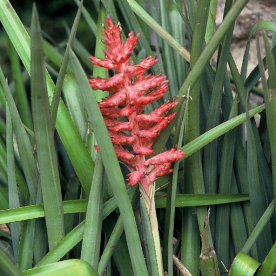 Aechmea Distichantha Large Image