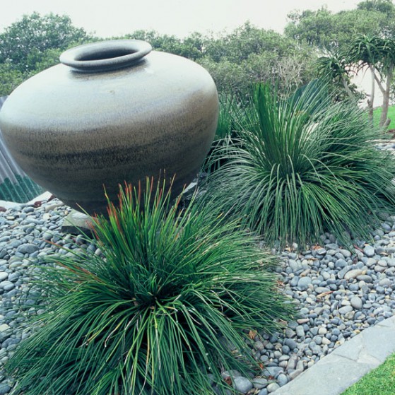 Agave Geminiflora Large Image