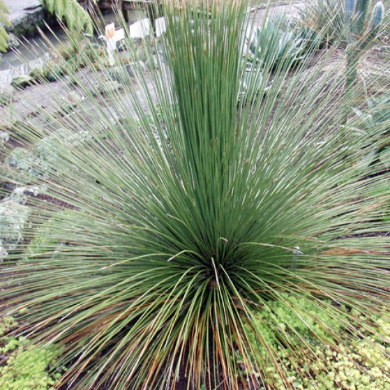 Dasylirion Longissimum Large Image