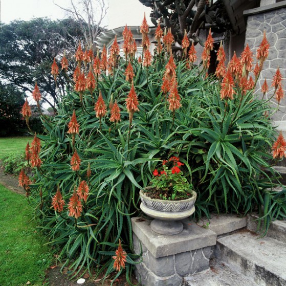 Aloe Candelabra Aloe Large Image
