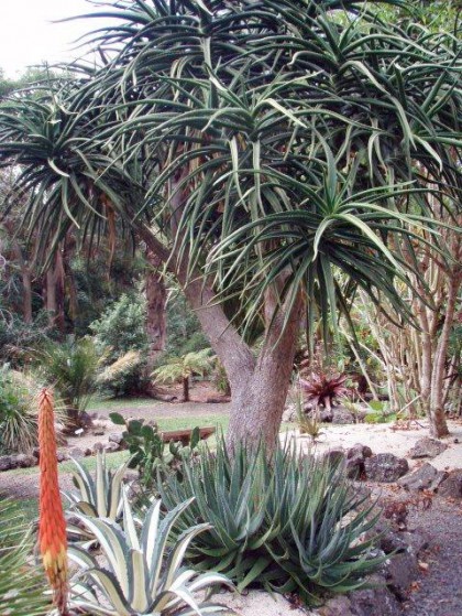 Aloe Bainesii Large Image