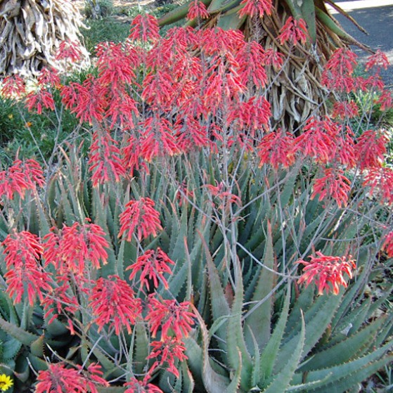 Aloe Chaubaudii Large Image
