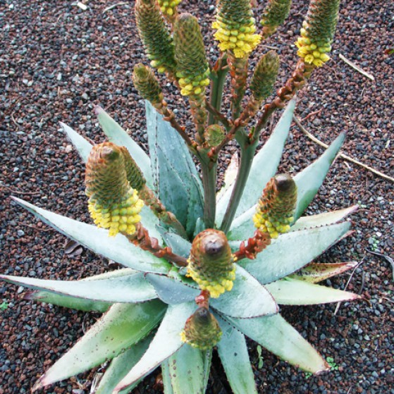 Aloe Conifera Large Image