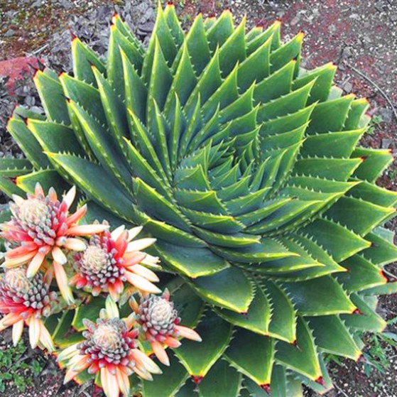 Aloe Polyphylla Large Image