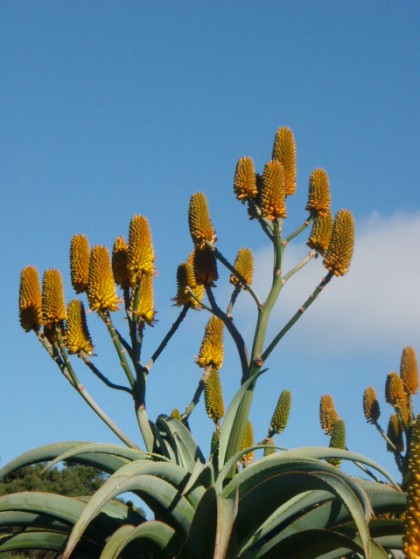 Aloe Thraskii Large Image