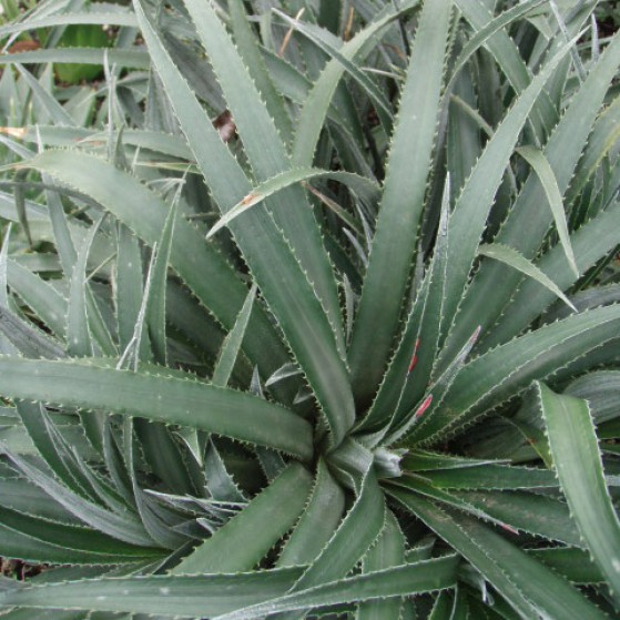 Fascicularia Bicolor Large Image