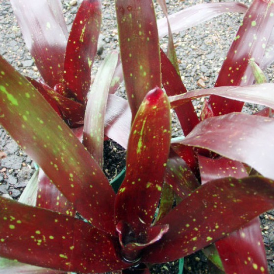 Neoregelia Black Forest Large Image