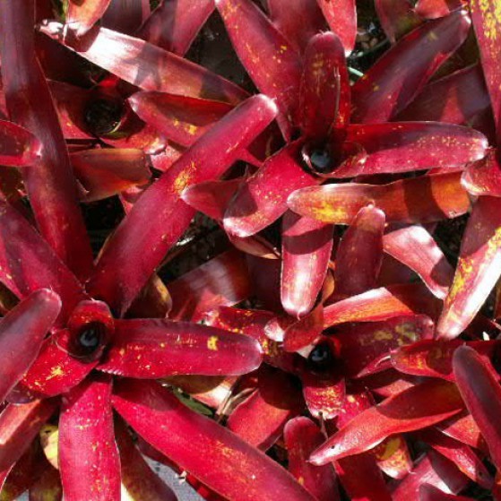 Neoregelia Fireball Hybrid Large Image