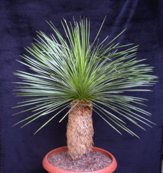 Dasylirion Dasylirion Acrotriche Large Image