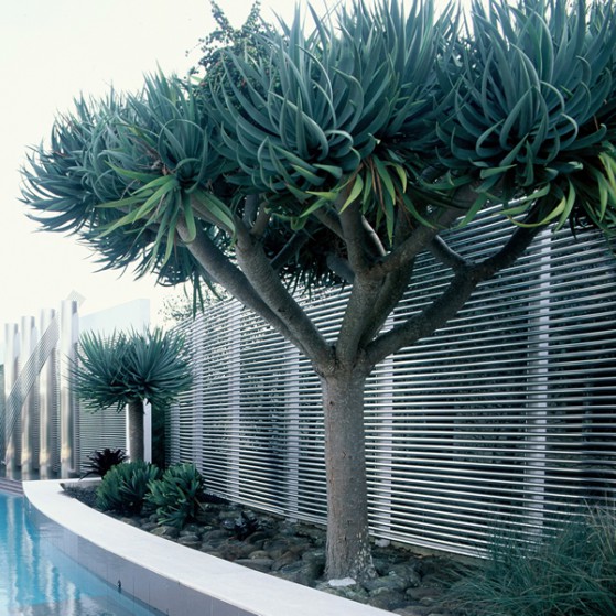 Dracaena Draco Large Image