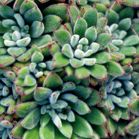 Echeveria Pilosa Large Image