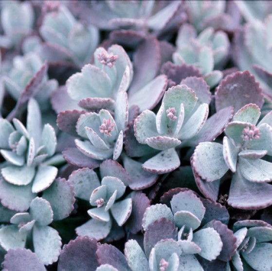 Kalanchoe Pumila Large Image
