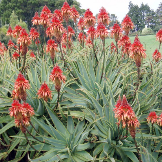 Aloe Arborescens X Macrolada Large Image