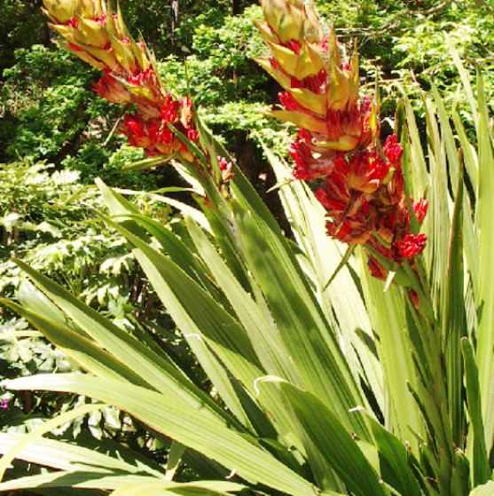 Doryanthes Palmeri Large Image