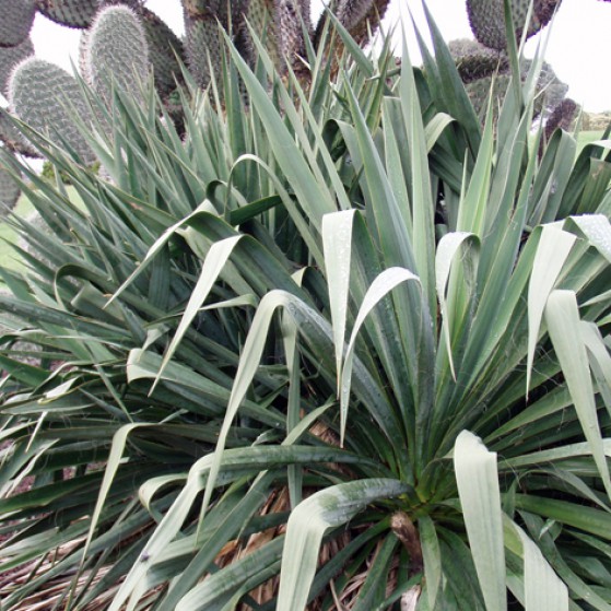 Yucca Filamentosa Large Image