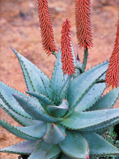 Aloe Ferox Large Image