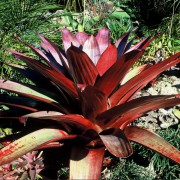 Alcantarea Imperialis Rubra