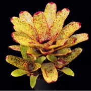Neoregelia Guinea