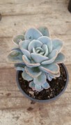 Echeveria Orepetti