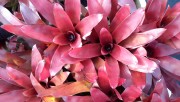 Neoregelia Red Star