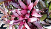 Neoregelia Sheer Joy