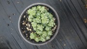 Sedum Capablanca