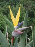 Strelitzia Mandelas Gold