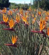 Strelitzia Juncea