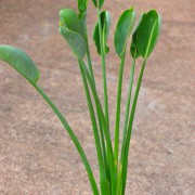 Strelitzia Parvifolia