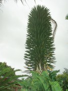 Yucca Palma China