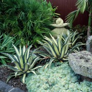 Agave Americana Medio Picta