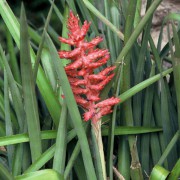 Aechmea Distichantha