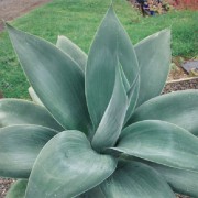 Agave Boutins Blue