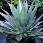 Agave Obscura