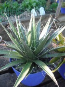 Agave