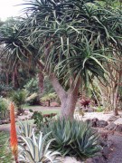 Aloe Bainesii