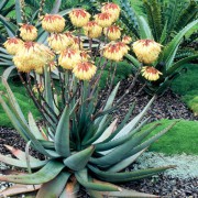 Aloe Capitata