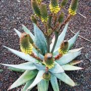 Aloe Conifera