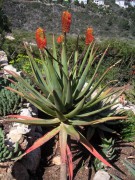 Aloe Rupestris