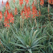 Aloe Spinosissima