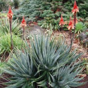 Aloe Succotrina