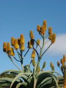 Aloe Thraskii